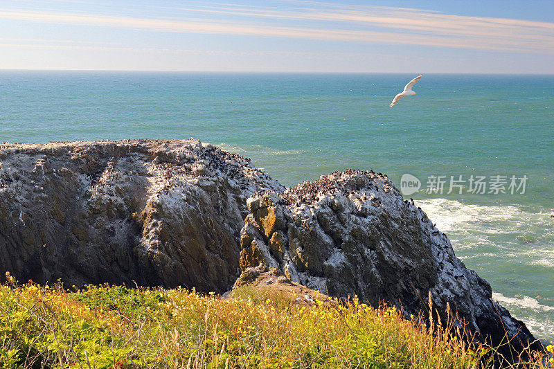 鸟类，如鸬鹚，海鸥和Murres Nest在俄勒冈海岸的Yaquina头灯塔风景区